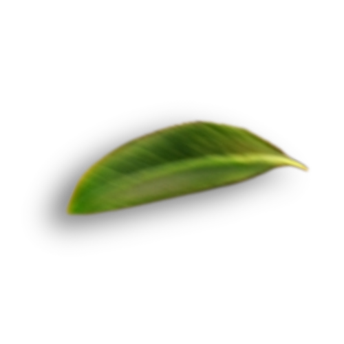 leaf