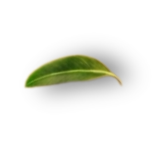 leaf