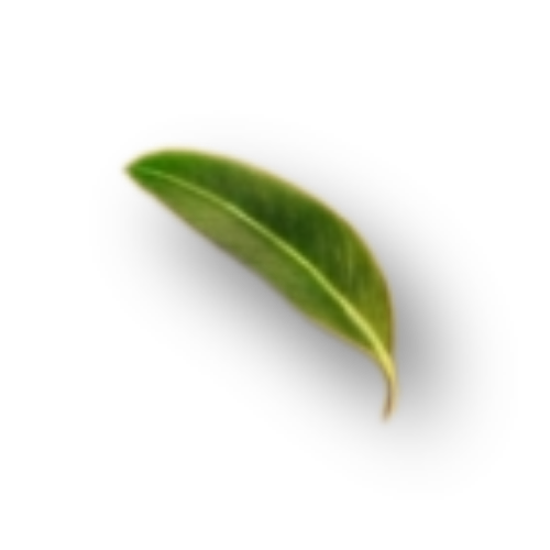 leaf